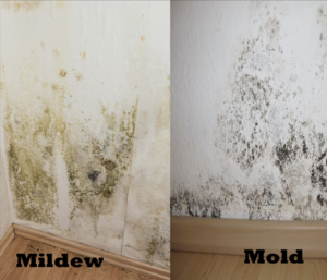 Mold vs Mildew